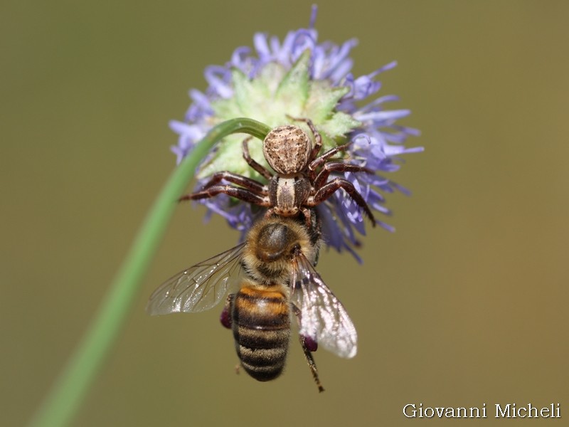 Xysticus sp. preda apis mellifera - Magenta (MI)